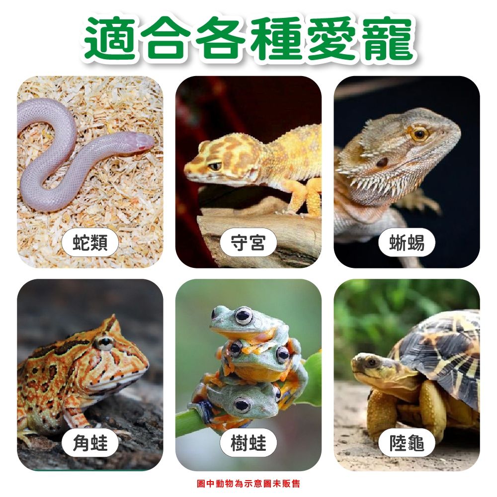 圖片3