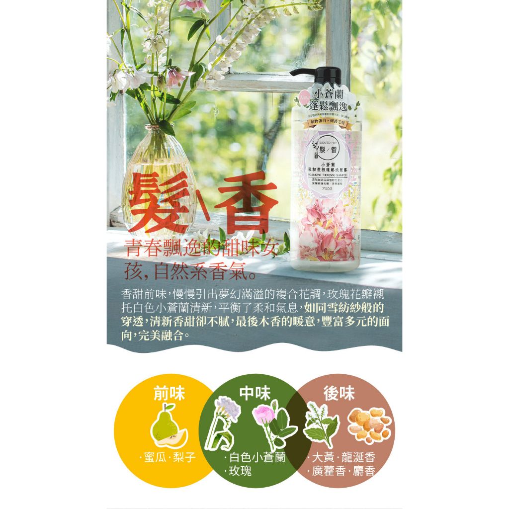 古寶小蒼蘭細節