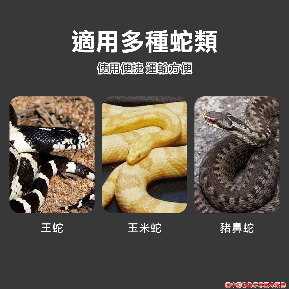 圖片3
