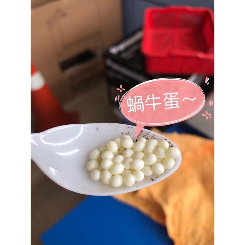 PJ小舖 純墨魚骨粉2