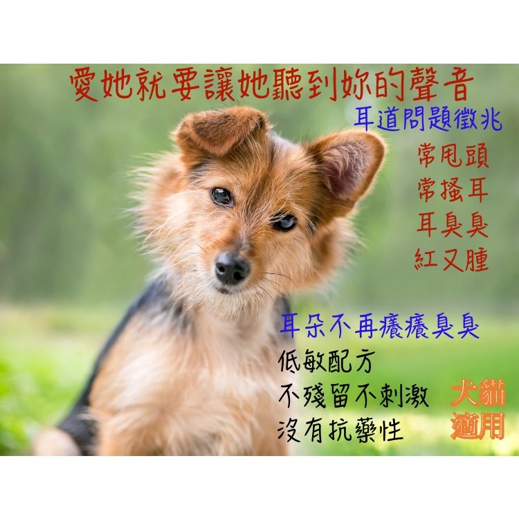 Lucky LA 萌小毛 圖片3